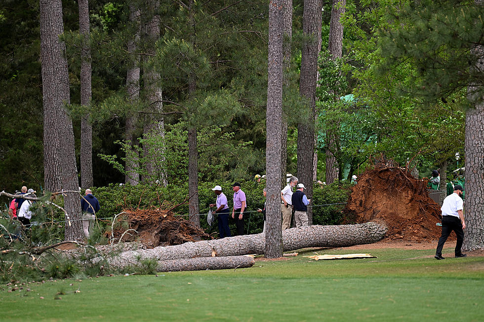 See Dramatic Moment Massive Tree Falls, Nearly Crushing Crowd of People at the Masters