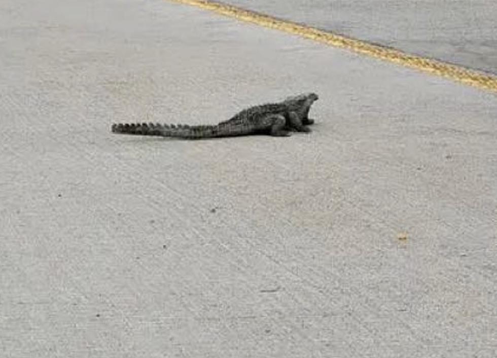 Small ‘Alligator’ on Side of Highway Near Dallas Has Drivers Calling 911