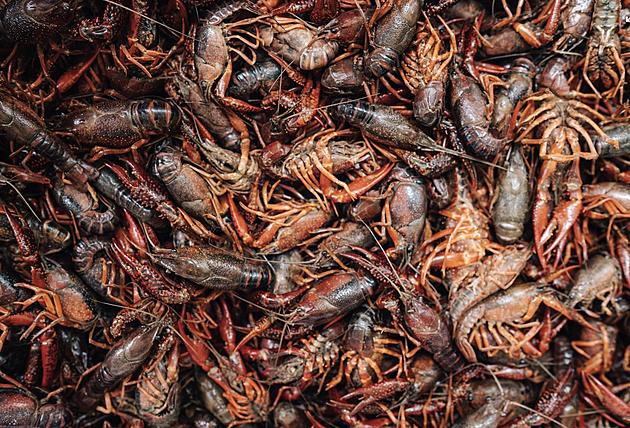 Two Lafayette Men Cited for Dumping 80 Sacks of Dead Crawfish