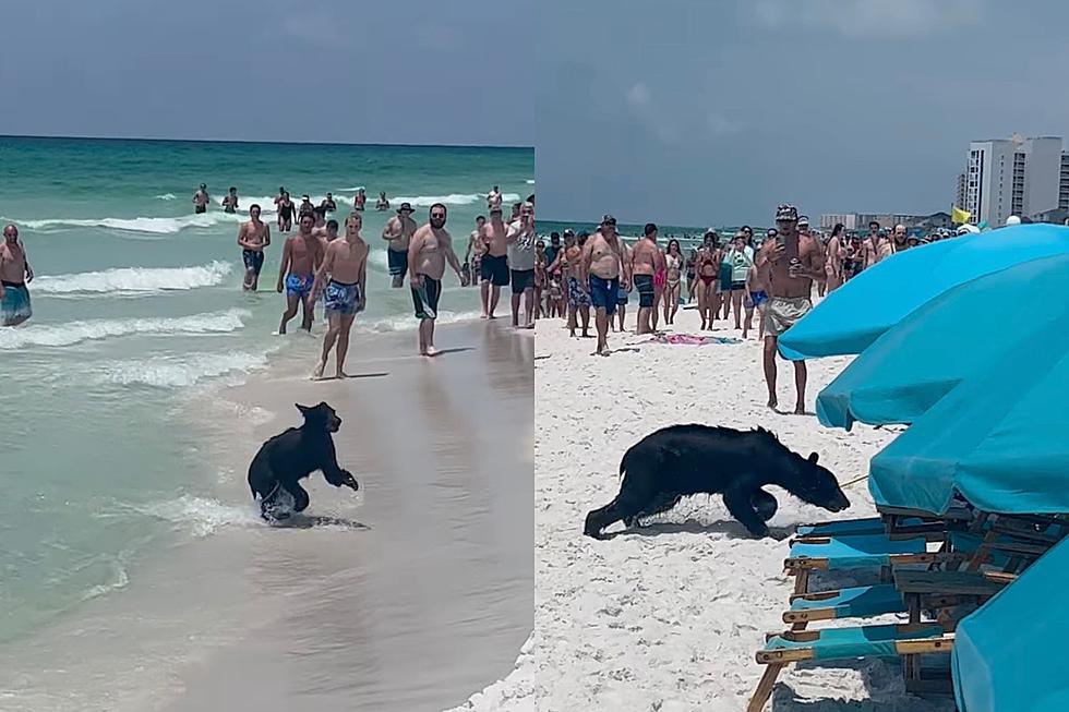 Black Bear Spotted Emerging from Gulf of Mexico, Creates Stir among Beachgoers in Destin, FL