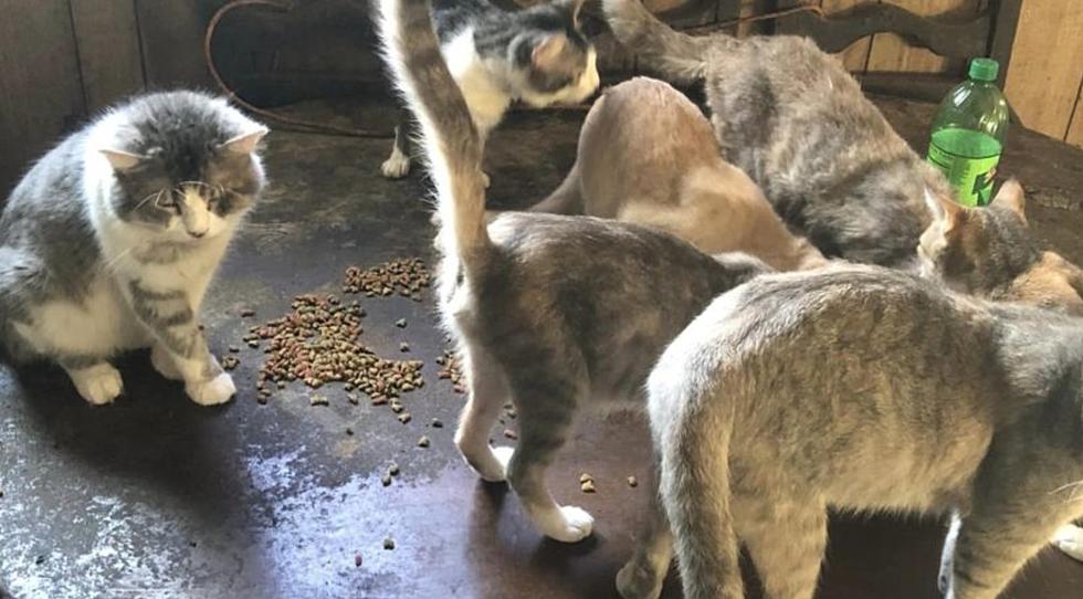 Help Needed After Over 50 Cats Rescued from Horrific Conditions in New Iberia, Louisiana