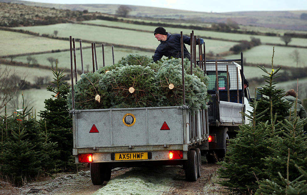 Will Christmas Tree Prices Increase in Louisiana?