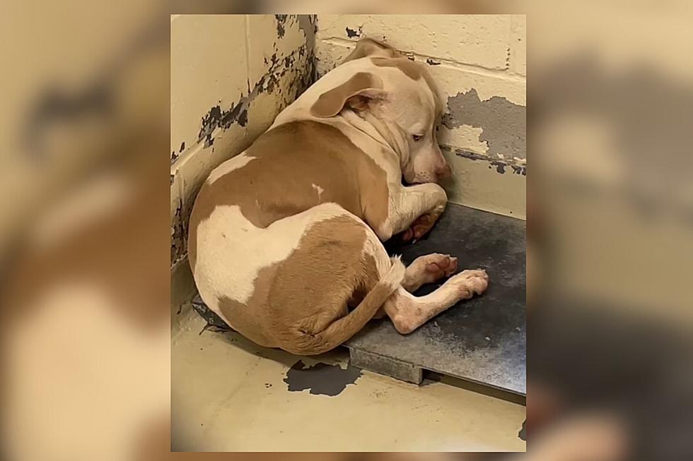 Video of Shaking Shelter Dog in Louisiana Goes Viral 