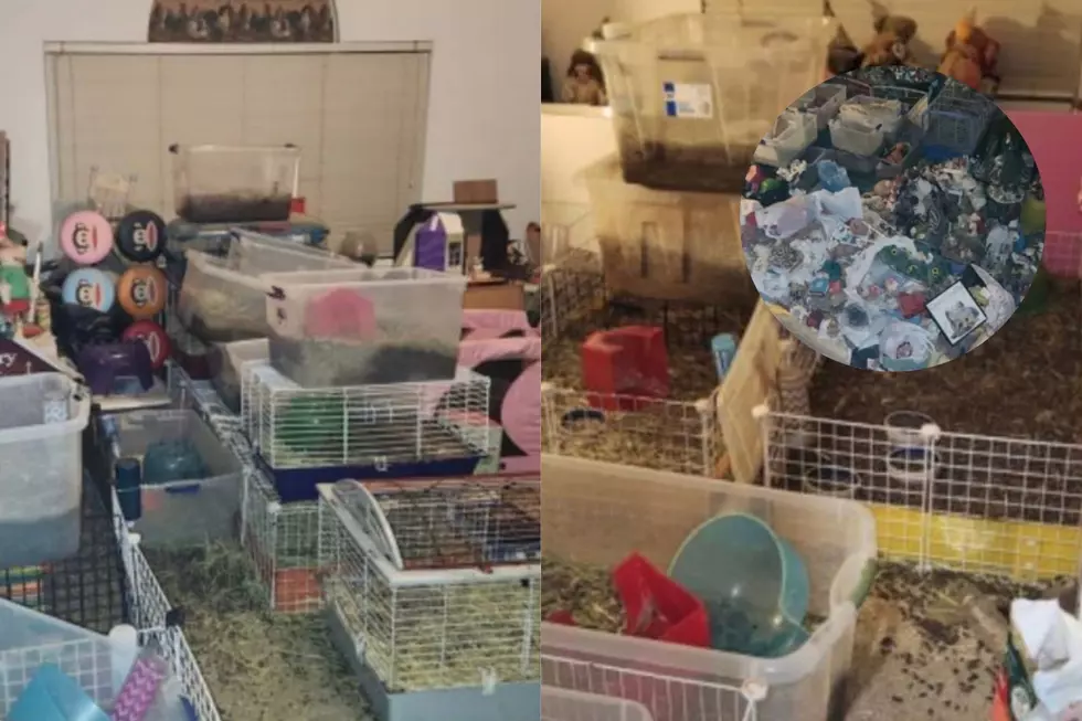 Shocking Animal Hoarding Discovered from 'Smell of Death'
