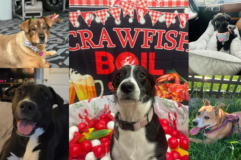 Meet 60 of Acadiana’s Cutest Rescue Dogs