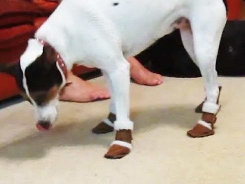 There Are UGG Boots for Dogs (But These Dogs Don’t Seem to Like Them) [VIDEO]