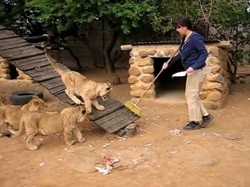 Lion Cub vs. Broom – Guess Which One is Scared of the Other [VIDEO]