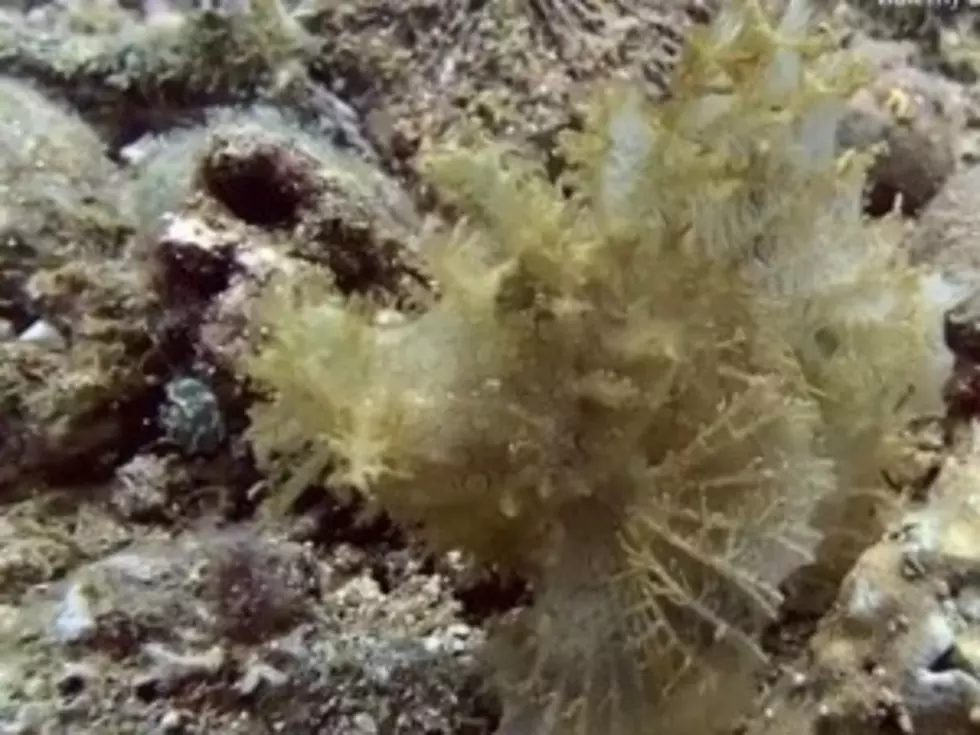 Popeyed Scorpionfish Is Beautiful, Freaky [VIDEO]