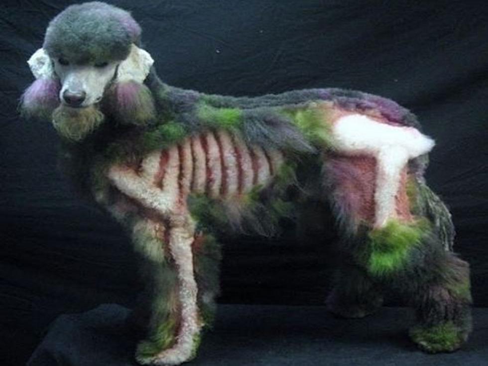 Zombie Poodle Has a Taste for Bones, Brains [PHOTO]