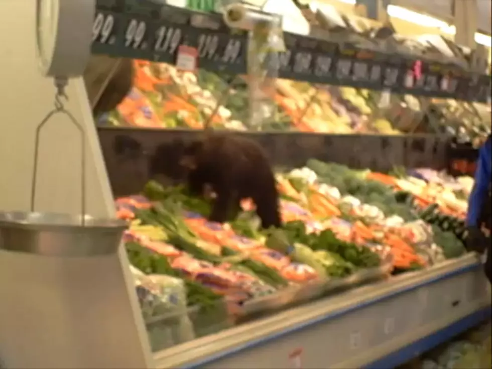 Bear Cub Romps Through Alaska Supermarket [VIDEO]