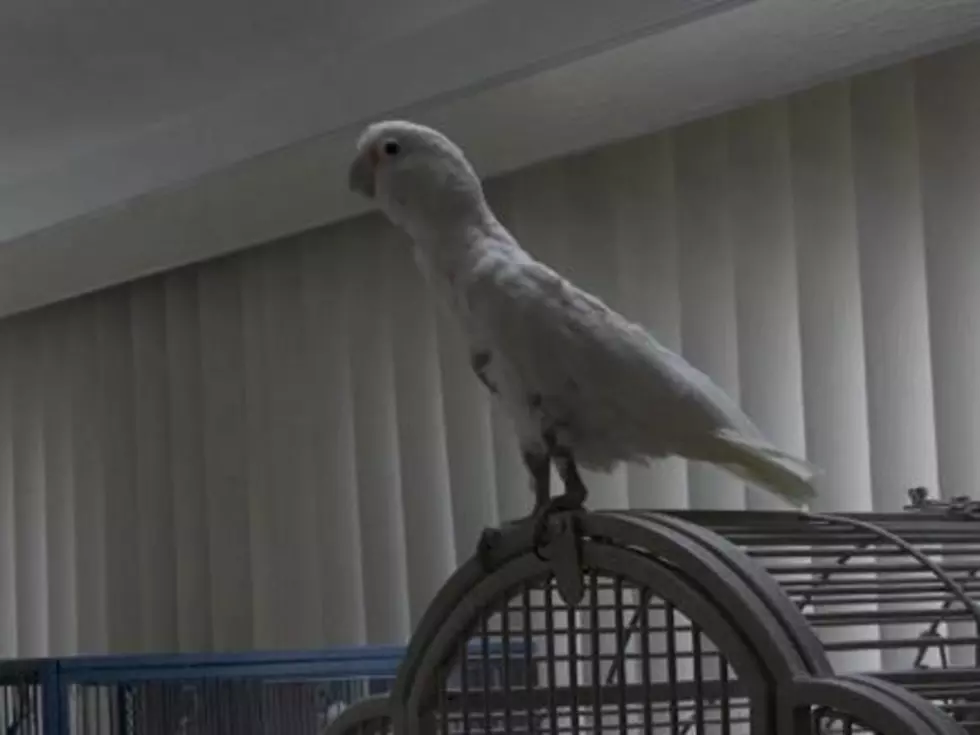 Dancing Cockatoo Loves Moving to All That Jazz