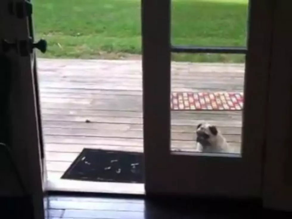 Oblivious Pug Can&#8217;t Figure Out How to Get Through an Open Door