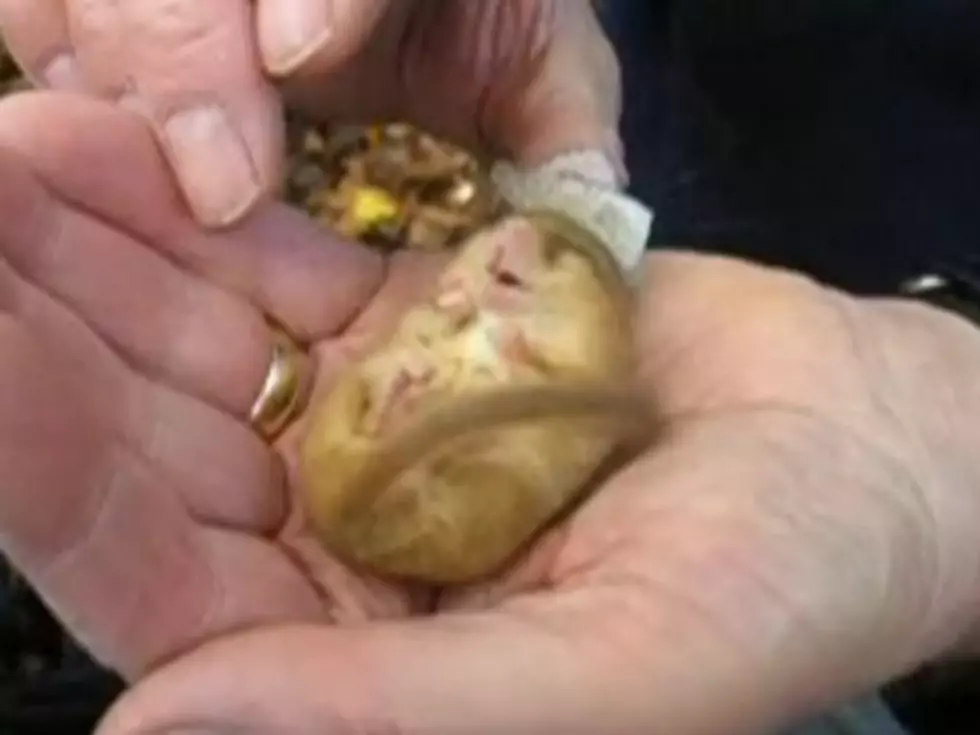 Hibernating Dormouse Can Sleep Through Just About Anything [VIDEO]