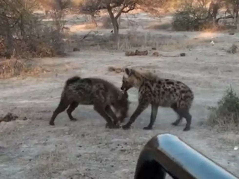 Cackling Hyenas Fight Over Food [VIDEO]