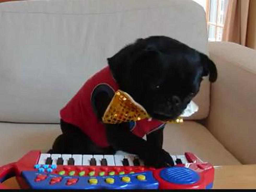 Another Day, Another Dog Playing the Piano [VIDEO]