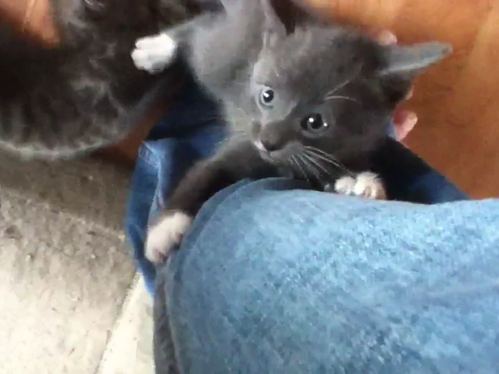 Adorable Kittens Climb Human’s Leg Like a Mighty Redwood [VIDEO]