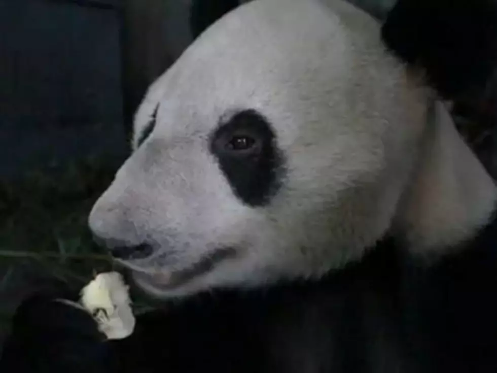 Footage of Panda Eating an Apple Is Totally Mezmerizing [VIDEO]