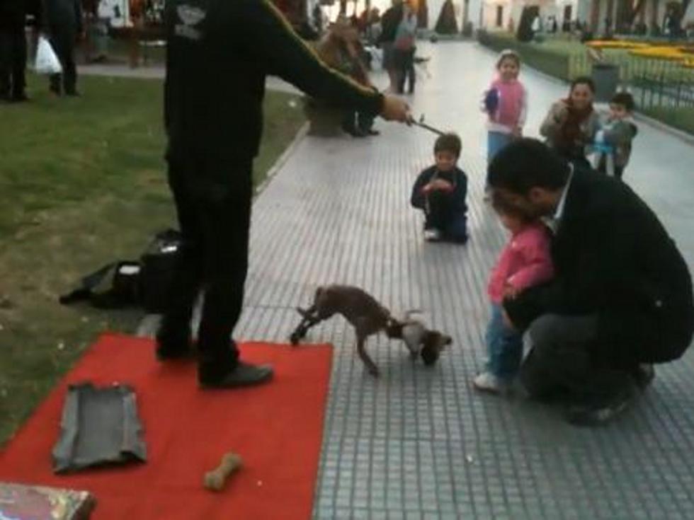 Amazing Puppeteer Makes Puppet Dog Fetch Ball [VIDEO]