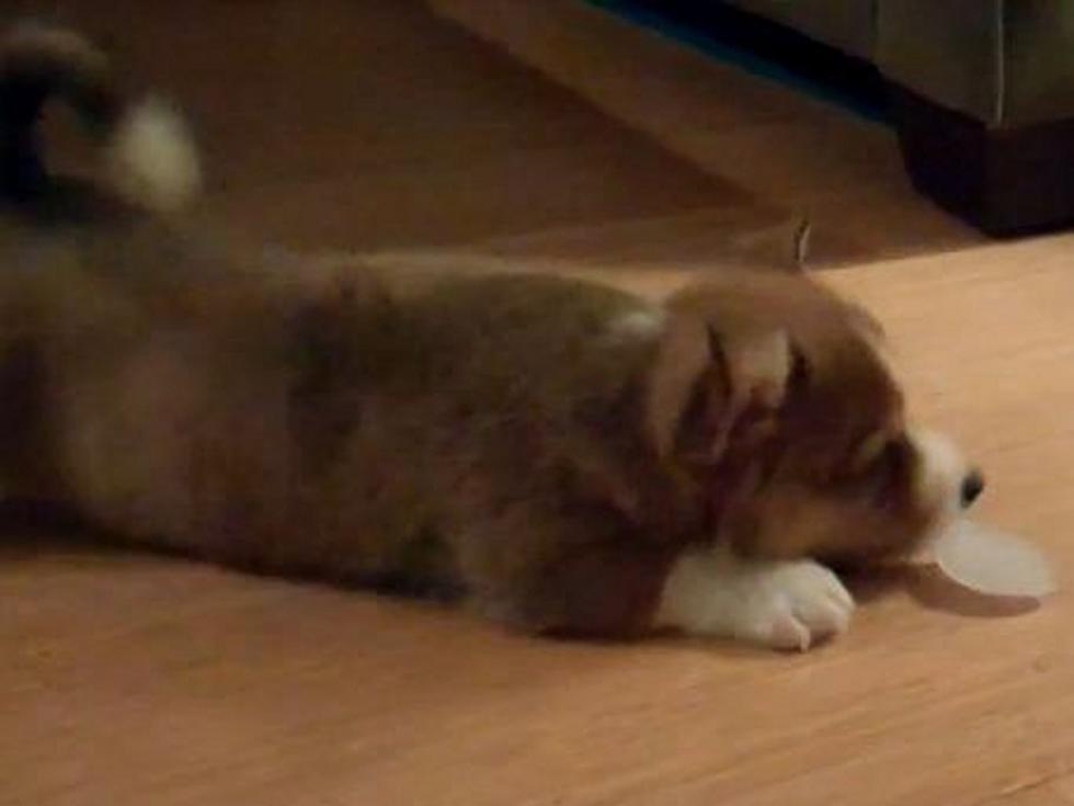 Adorable Corgi Puppy vs. Ice Cube &#8211; Is This the Cutest Video Ever?