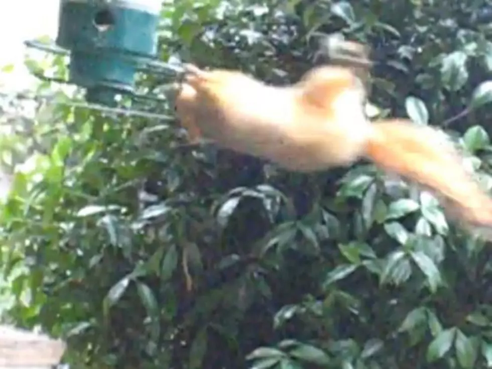 Squirrel Actually Likes the Spinning SquirrelStop Bird Feeder