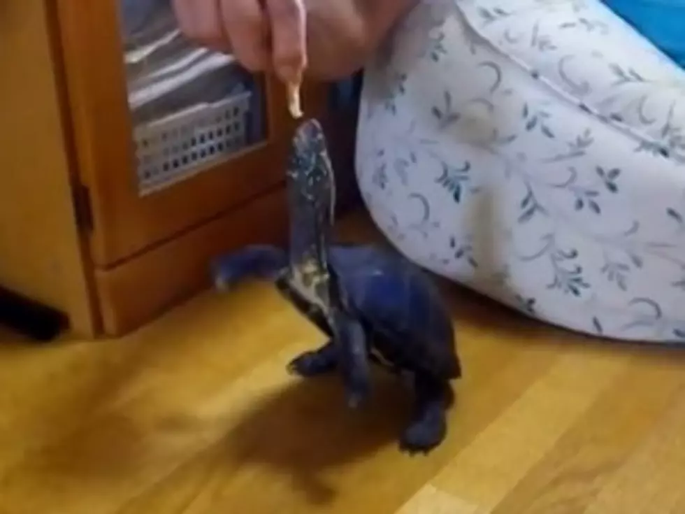 Turtle Stands on His Hind Legs [VIDEO]