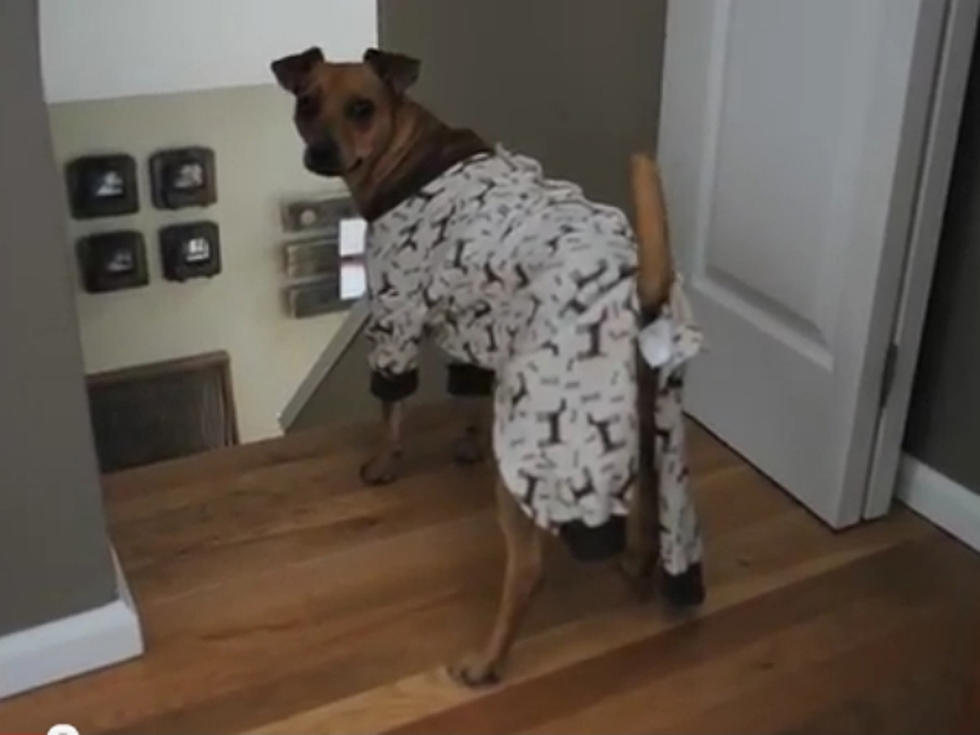Witness a Day in the Life of Monkey the Rescue Dog [VIDEO]