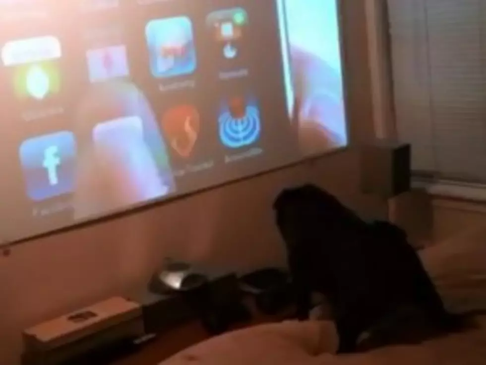 Pug Is Not an iPhone Fan [VIDEO]