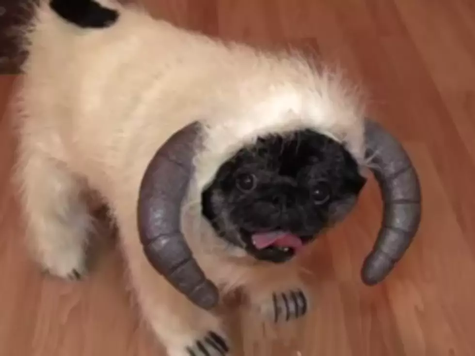 Cute Pug Dressed As a Wampa From &#8216;Star Wars&#8217; [VIDEO]