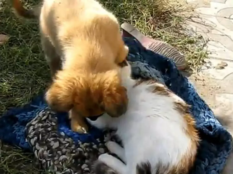 Puppy’s Aggressive Grooming Gets Him in Trouble [VIDEO]