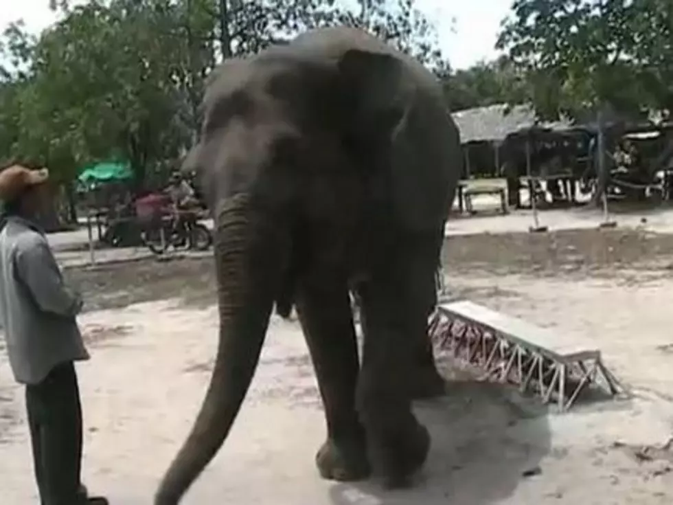 Have You Ever Seen an Elephant Bust a Move? [VIDEO]