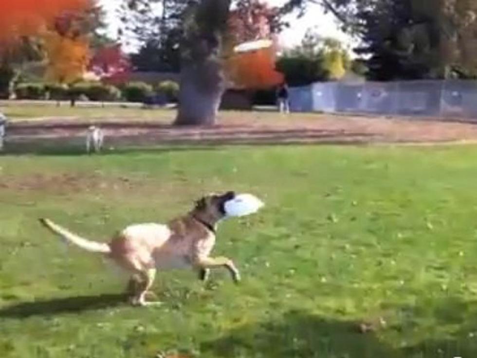 Amazing Dog Catches Three Frisbees in His Mouth [VIDEO]