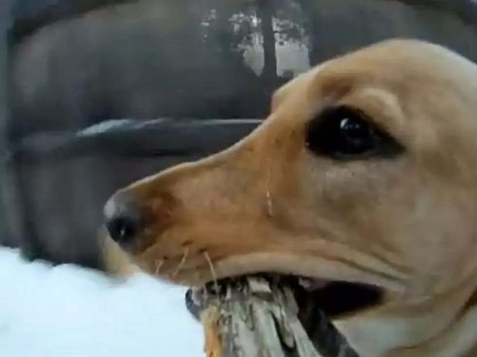 A Stick’s Perspective – Camera’s Live Action Footage of Sprinting Dog [VIDEO]