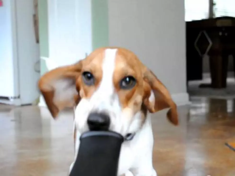 Rapping Beagle Squares Off Against Leaf Blower [VIDEO]