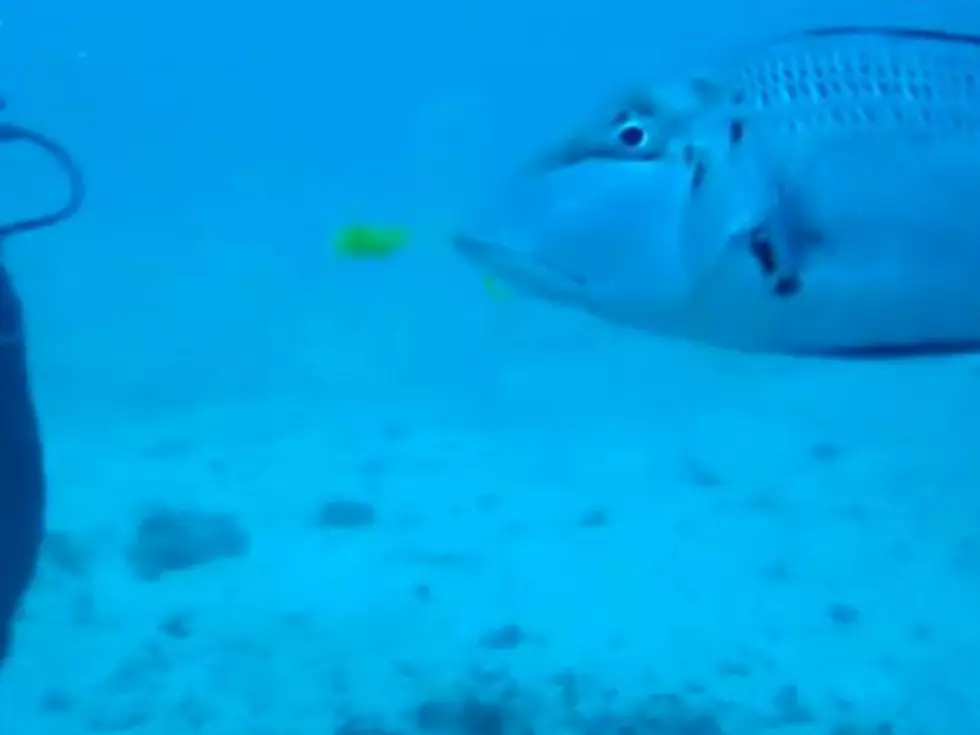 Hungry Fish Foils Underwater Egg Experiment [VIDEO]