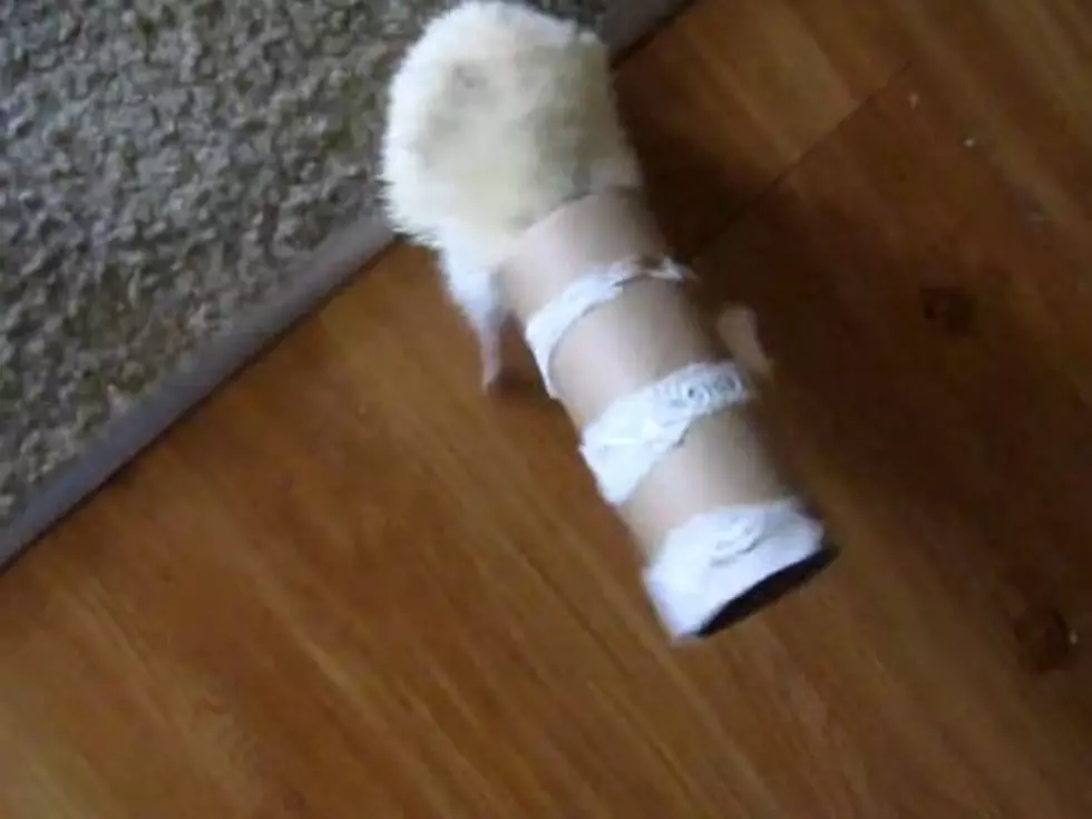 Hedgehog Gets Head Hopelessly Stuck in Toilet Paper Roll [VIDEO]
