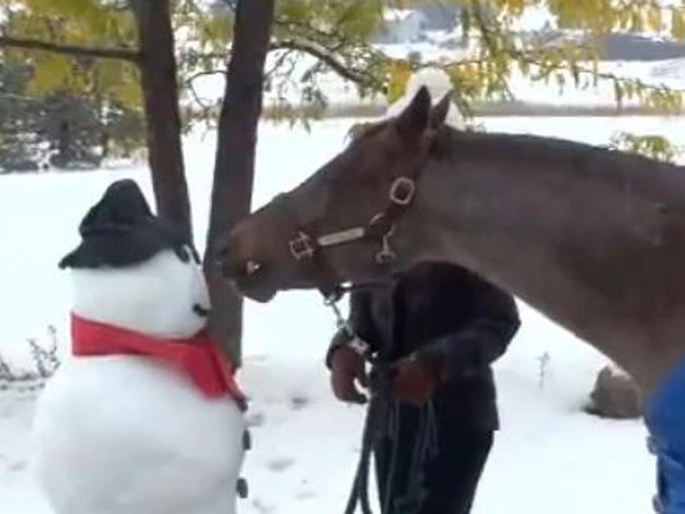 Hungry Horse Steals Snowman’s Nose to Kid’s Amusement [VIDEO]