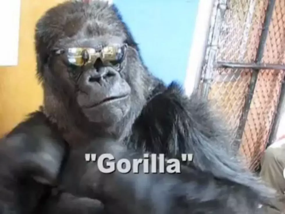 Koko The Gorilla Wears Some Cool Shades [VIDEO]