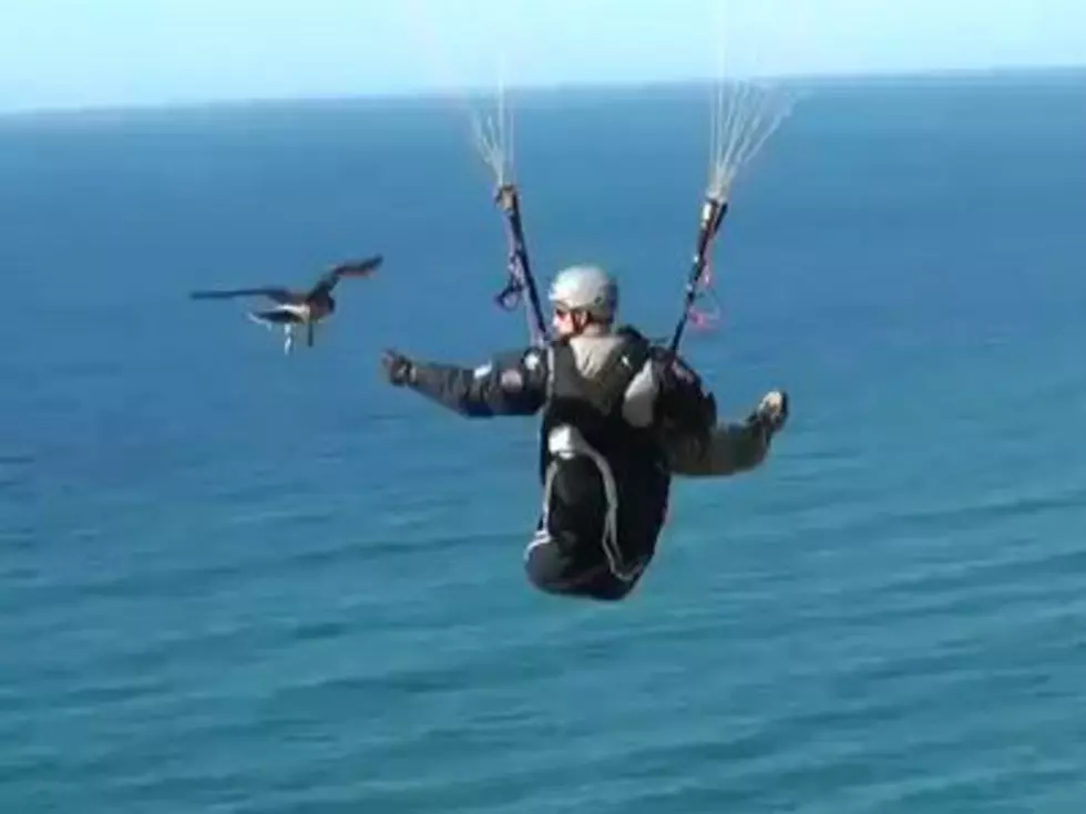 Flight of the Falconer and His Hawk Over Stunning Views [VIDEO]