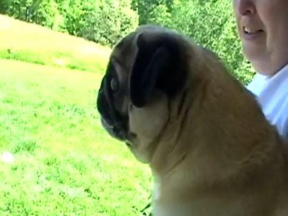 Pug Isn&#8217;t Afraid to Cry and Scream When Owner Leaves