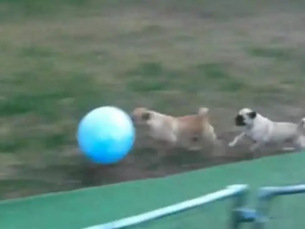 Pugs Play Adorable Game of Soccer [VIDEO]