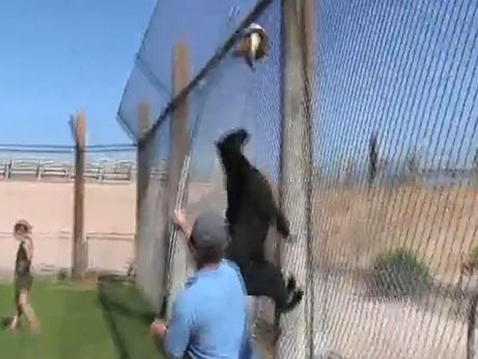 ‘Puma Parkour’ — Watch a Puma Who Can Climb a Fence [VIDEO]