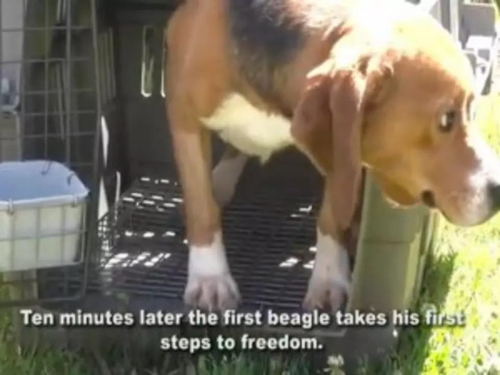 Rescued Laboratory Beagles See Sunlight For the First Time in Heartbreaking PSA [VIDEO]