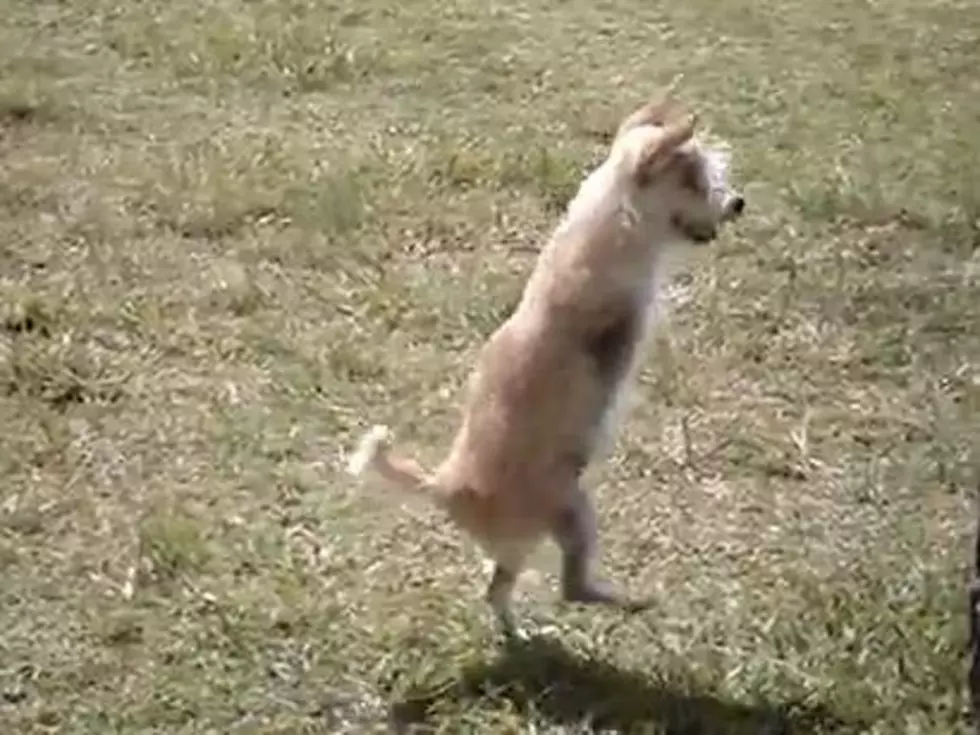 Amazing Two-Legged Dog Can Walk and Jump Like a Person [VIDEOS]