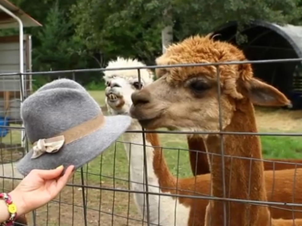 An Answer to the Age-Old Question of Whether Alpacas Like Hats [VIDEO]