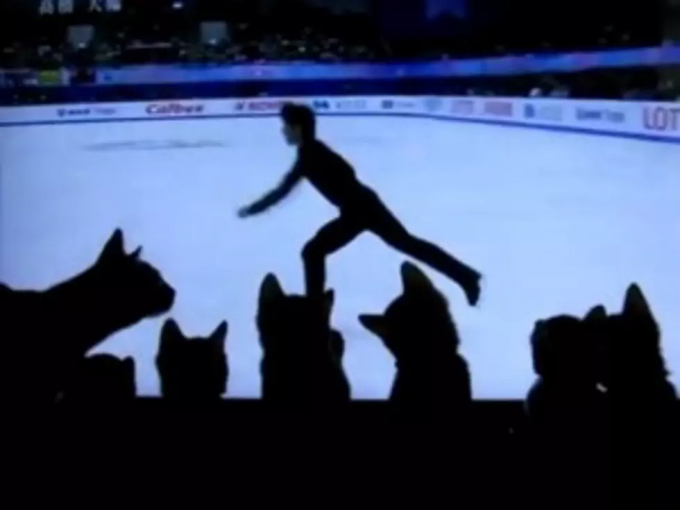 Kittens Mesmerized By Ice Skating Are Hypnotically Cute [VIDEO]