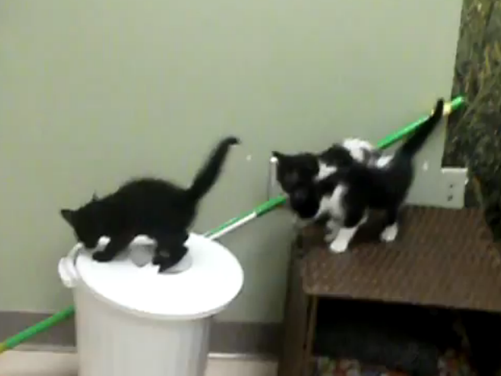 Playful Kitten Falls Into Trash in True Slapstick Style