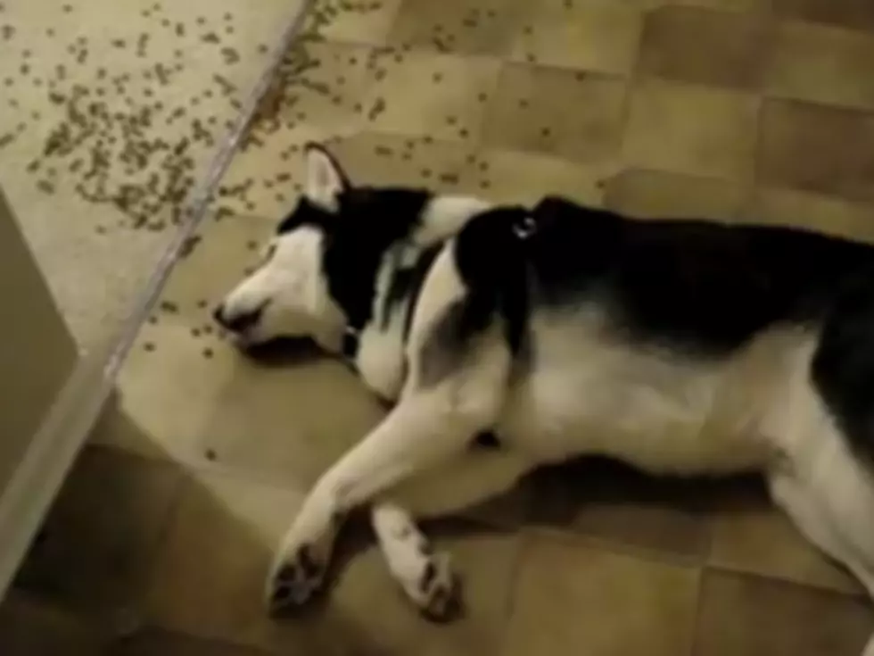 Is This the Laziest Dog On the Internet? [VIDEO]