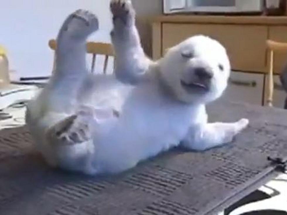 Siku the Orphaned Polar Bear Cub Is Too Cute for Words [VIDEO]