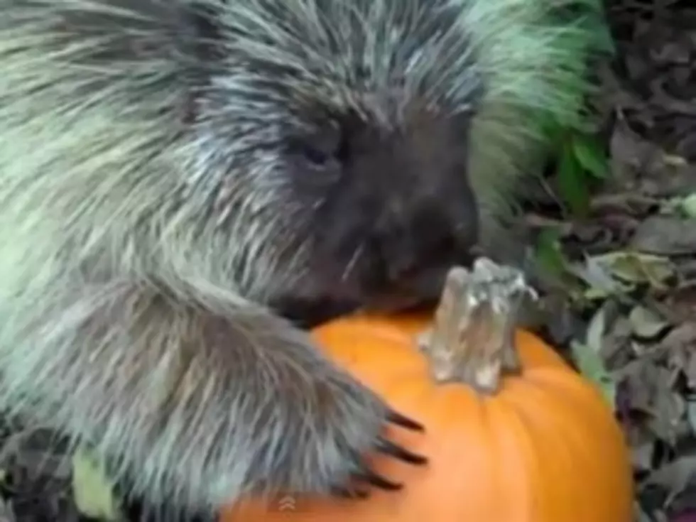 Greedy Porcupine Won&#8217;t Share His Pumpkin [VIDEO]