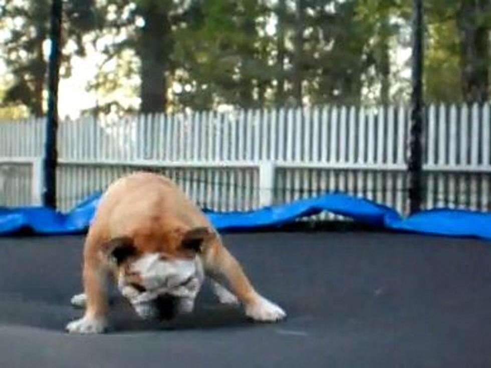 Chubby Bulldog Gets a Kick Out of His Trampoline